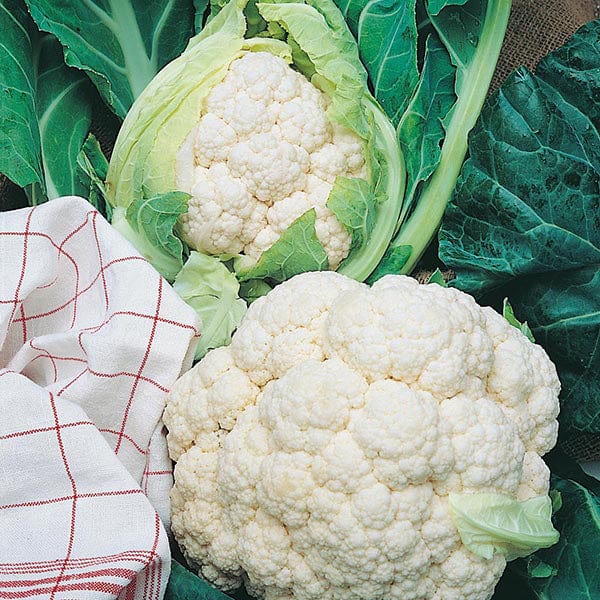 Cauliflower All the year round